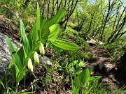 40 Polygonatum odoratum (Sigillo di Salomone)